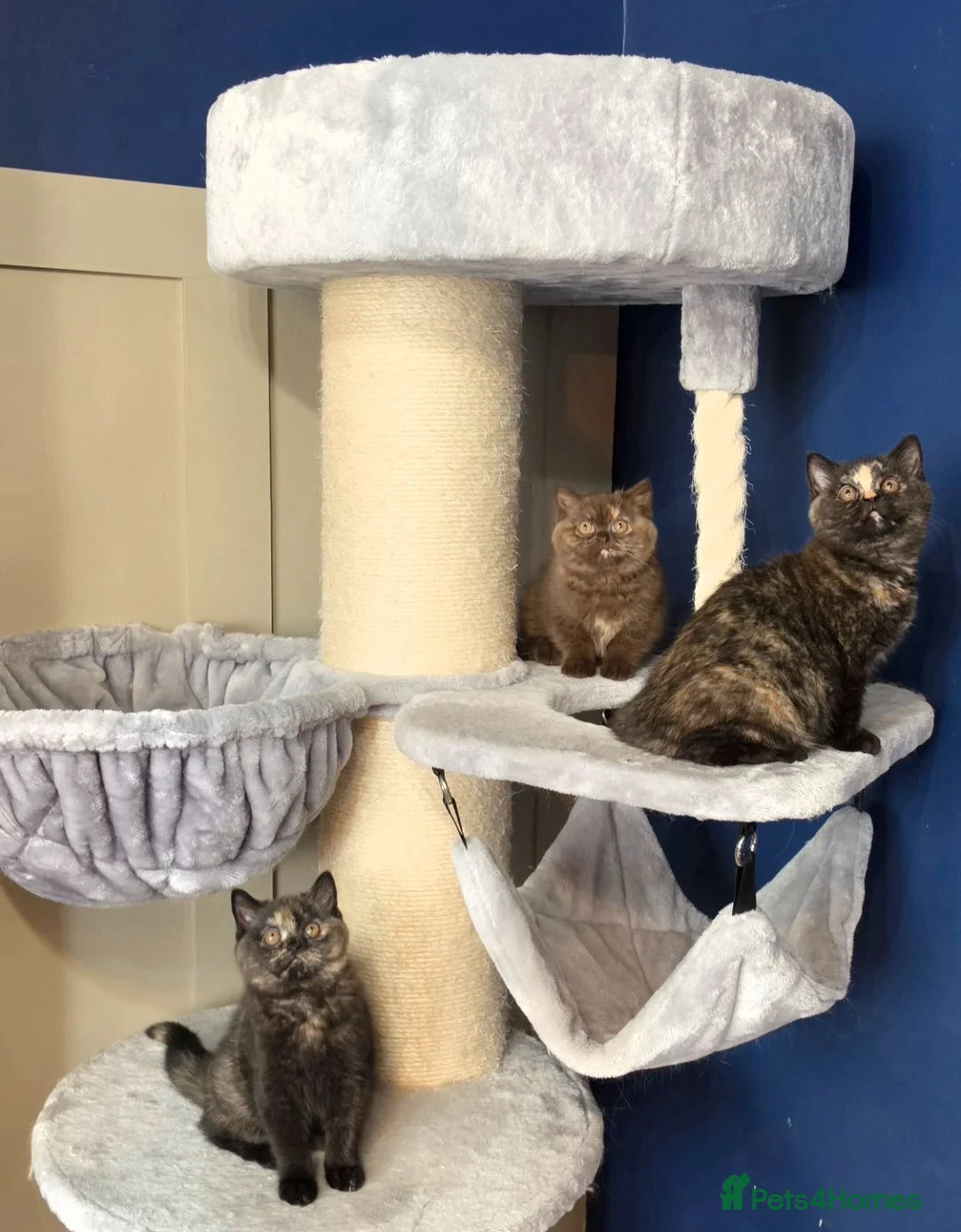 British Shorthair cats for sale: Ready now, Beautiful Black Tortilla Lady 🖤🧡  - Advert 1