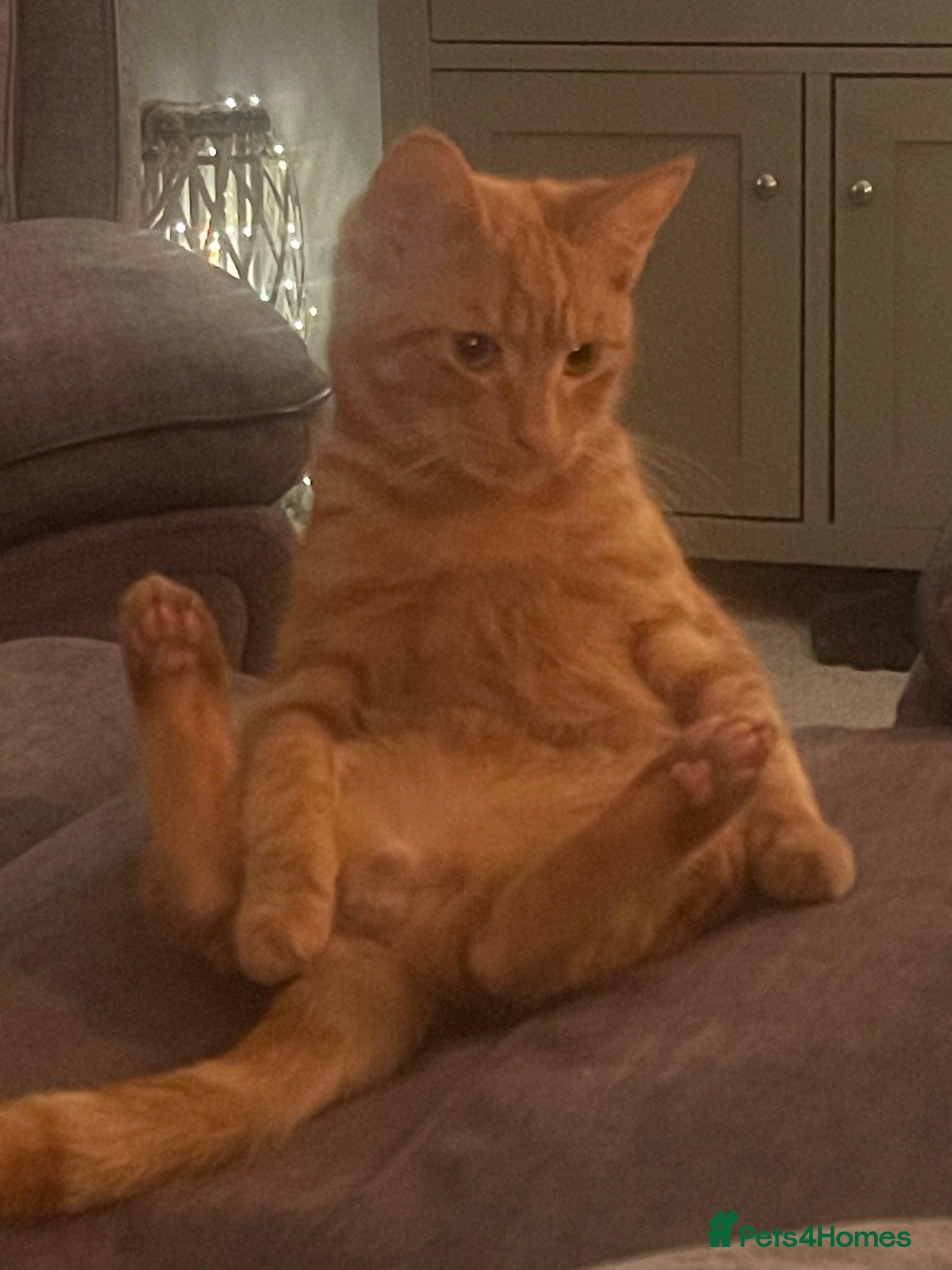 Domestic Shorthair cats Looking for a Loving Forever Home for an Adult Cat - Advert 2