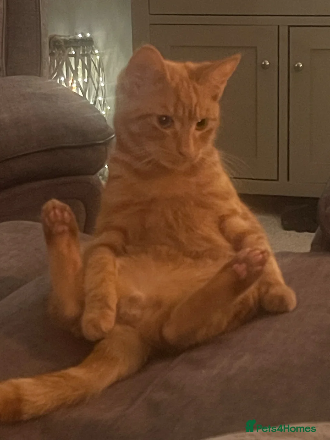 Domestic Shorthair cats for sale: Looking for a Loving Forever Home for an Adult Cat - Advert 1