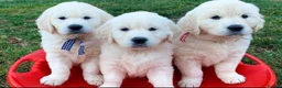 Golden Retriever dogs for sale: BEAUTIFUL GOLDEN RETRIEVER PUPPIES  🐾* - Advert 3