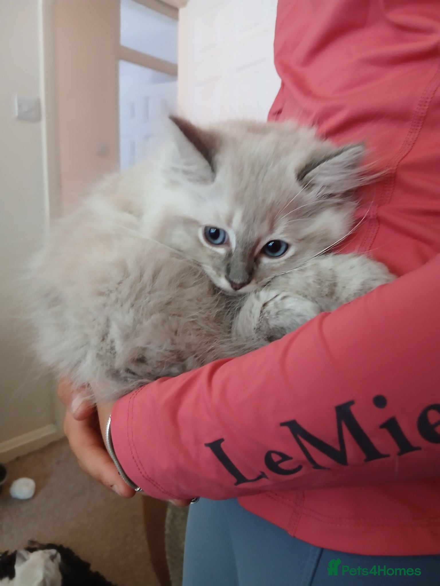 Ragdoll cats GCCF reg Ragdoll kittens - Advert 2