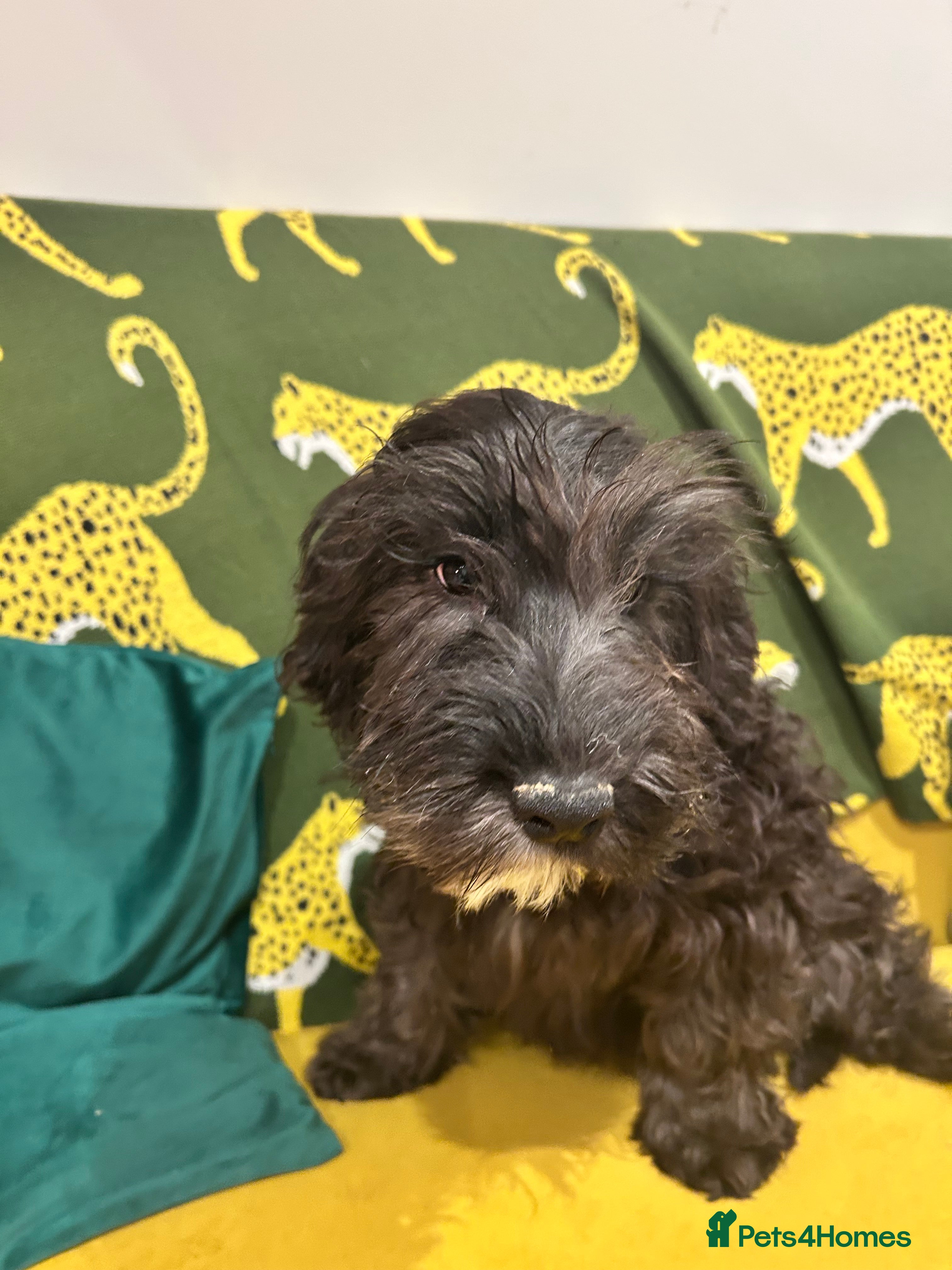 Cockapoo dogs Beautiful boy  - Advert 2