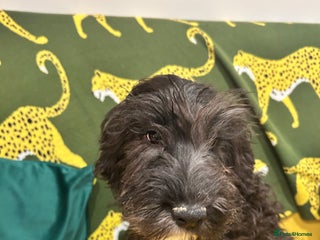 Cockapoo dogs Beautiful boy - Advert 1