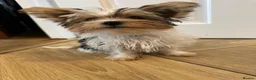 Mixed Breed dogs for sale: Pudge – Fluffy Biewer x Yorkie Boy – Ready Now! - Advert 5