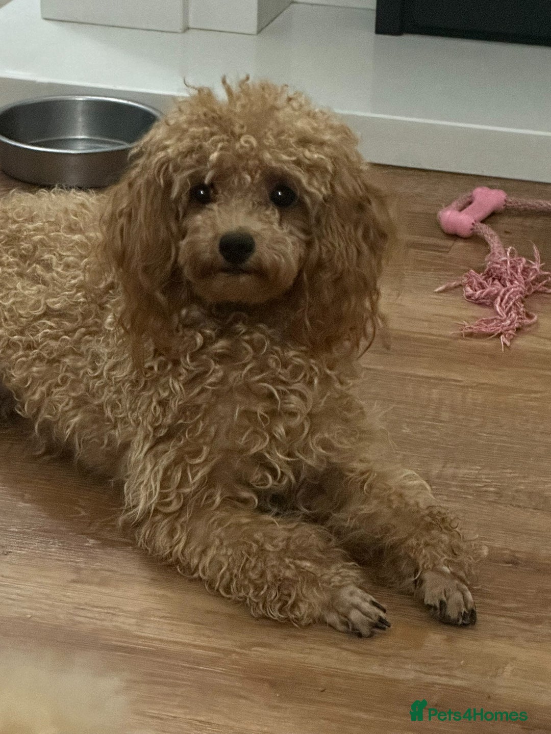 Toy Poodle dogs for sale: Stunning K.C. reg Toy Poodle Puppies - Image 7
