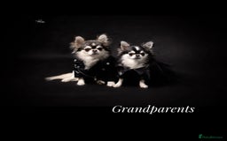 Chihuahua dogs for sale: KC rare husky marking chihuahua puppies Thai lines - Image 17