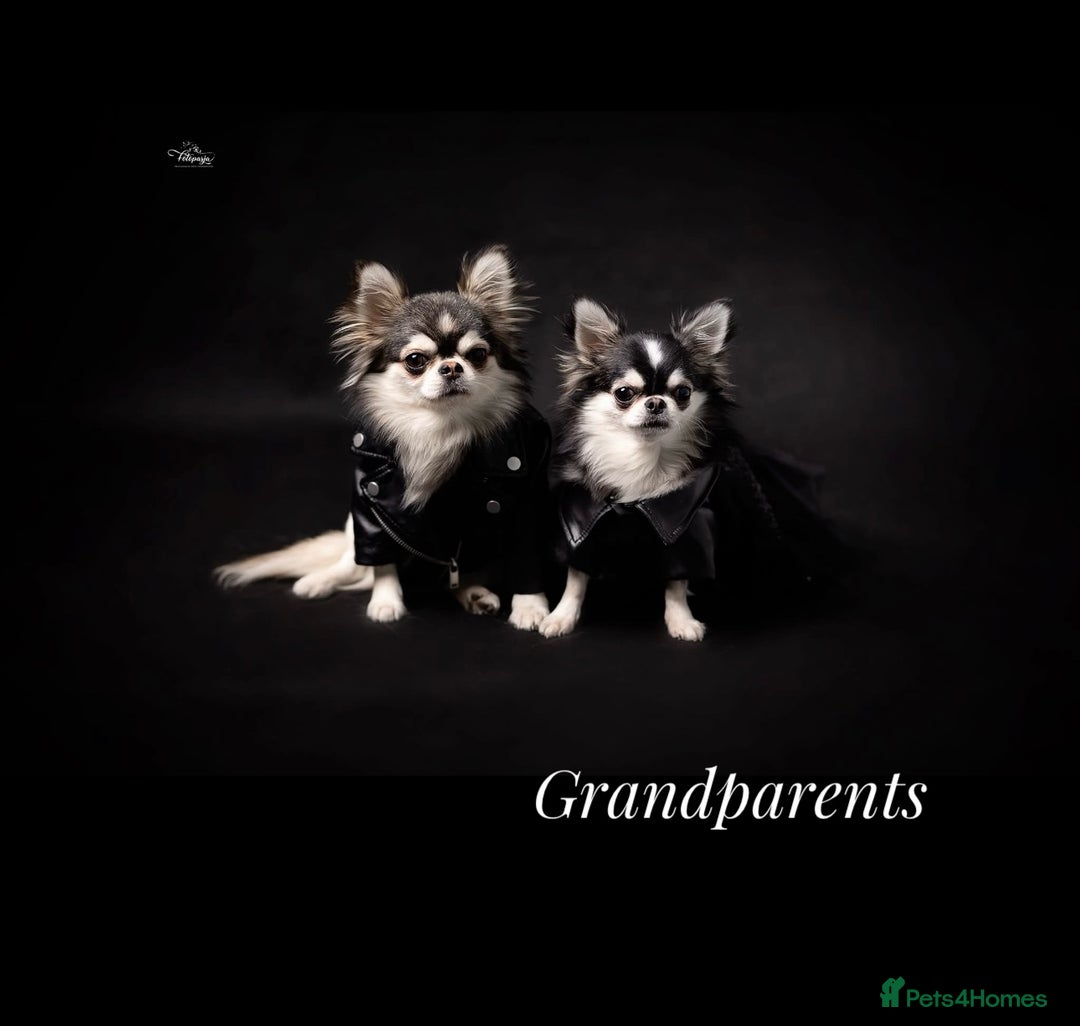 Chihuahua dogs for sale: KC rare husky marking chihuahua puppies Thai lines - Image 17