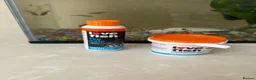 Minnows fish for sale: Fish Tank / accessories / Fish for sale  - Advert 3