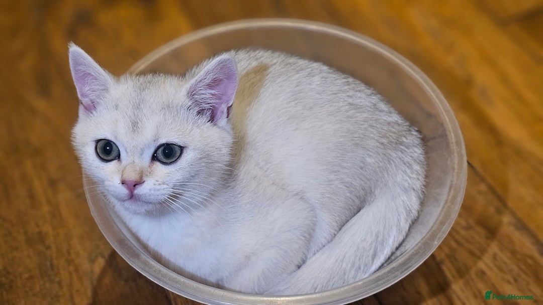 British Shorthair cats for sale: British Shorthair Kittens – Golden & Silver Shaded - Image 13