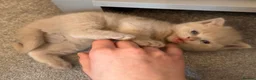 British Shorthair cats for sale: Fawn British shorthair female  - Advert 5