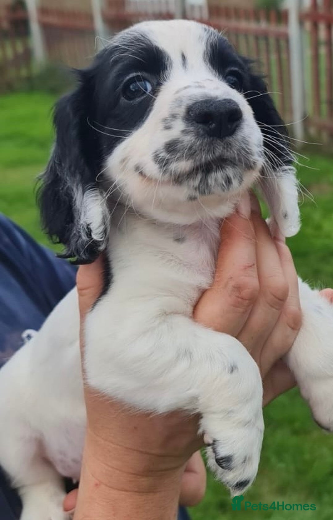Cocker Spaniel dogs for sale: Gorgeous Cocker Pups - Image 20