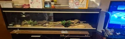 Leopard Gecko reptiles for sale: Albino Leopard Gecko in Blairgowrie - Advert 3