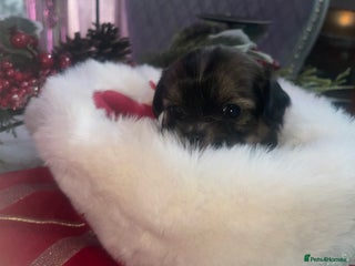 Mixed Breed dogs 6 Beautiful Babys🩵🩵🩵🩷🩷🩷 - Advert 4