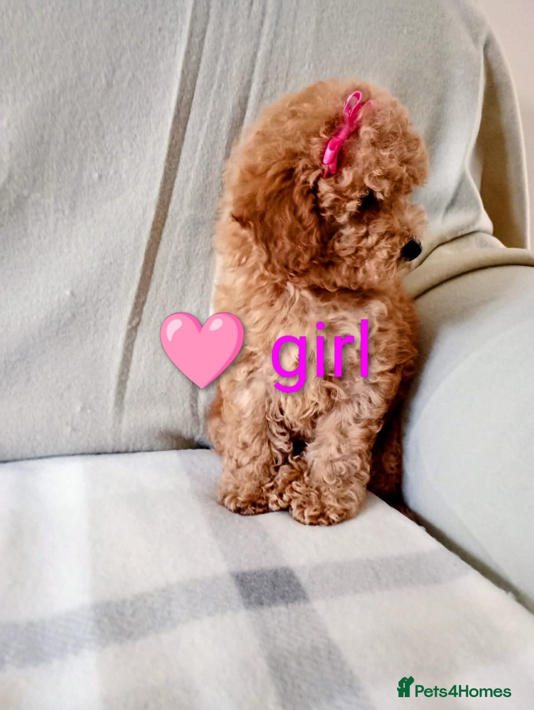 Toy Poodle dogs for sale: Tiny Toy Poodle - Image 5
