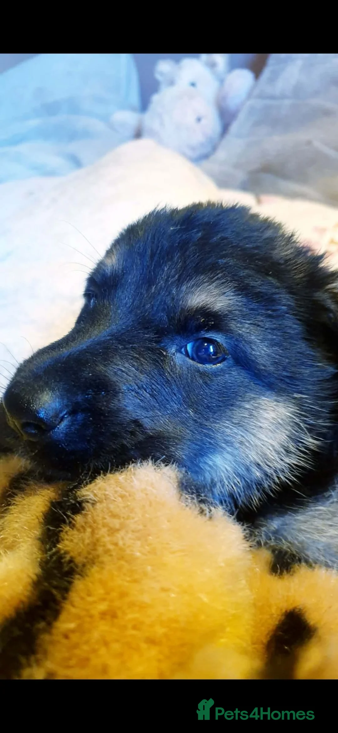 German Shepherd dogs for sale: German shepherd puppies  - Advert 2