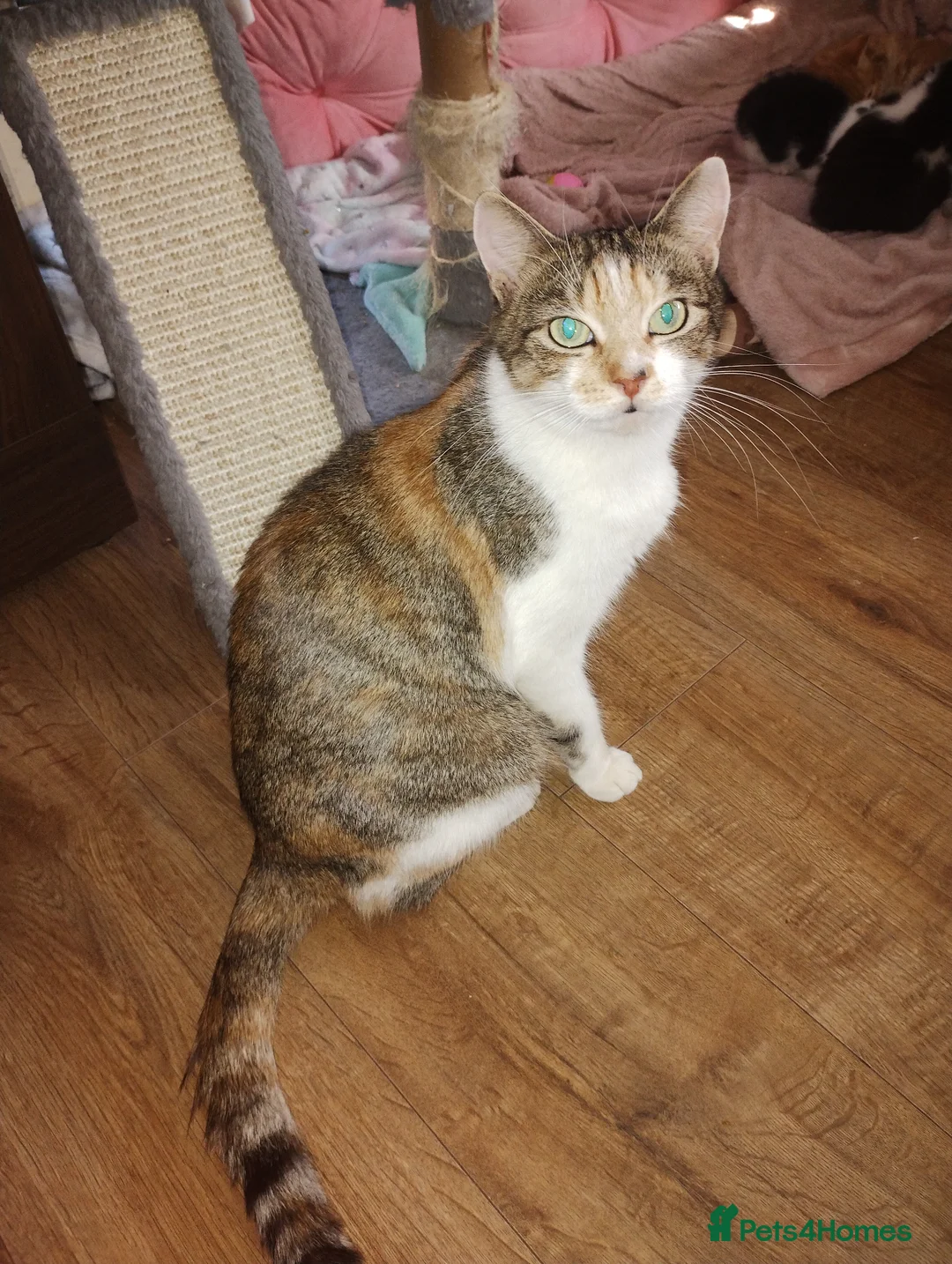 Mixed Breed cats for sale: Three cuties ready for new homes  - Advert 1