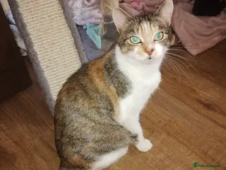 Mixed Breed cats Three cuties ready for new homes - Advert 1