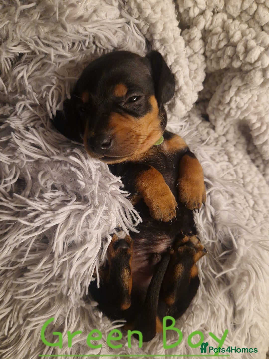 Dachshund dogs for sale: KC standard dachshunds - Advert 9