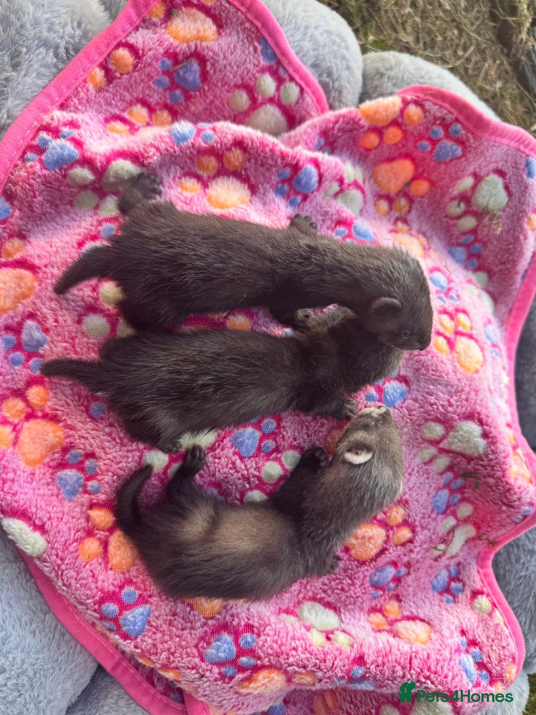 Ferret rodents for sale: Beautiful black ferret kits  - Image 3
