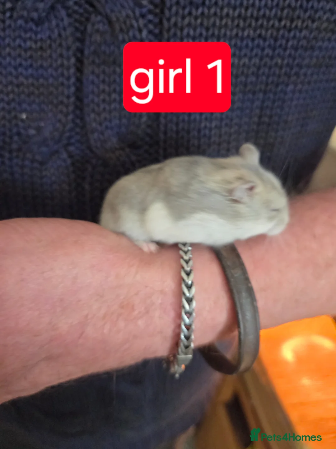 Hamster rodents for sale: Russian dwarf hamster babies - Advert 2