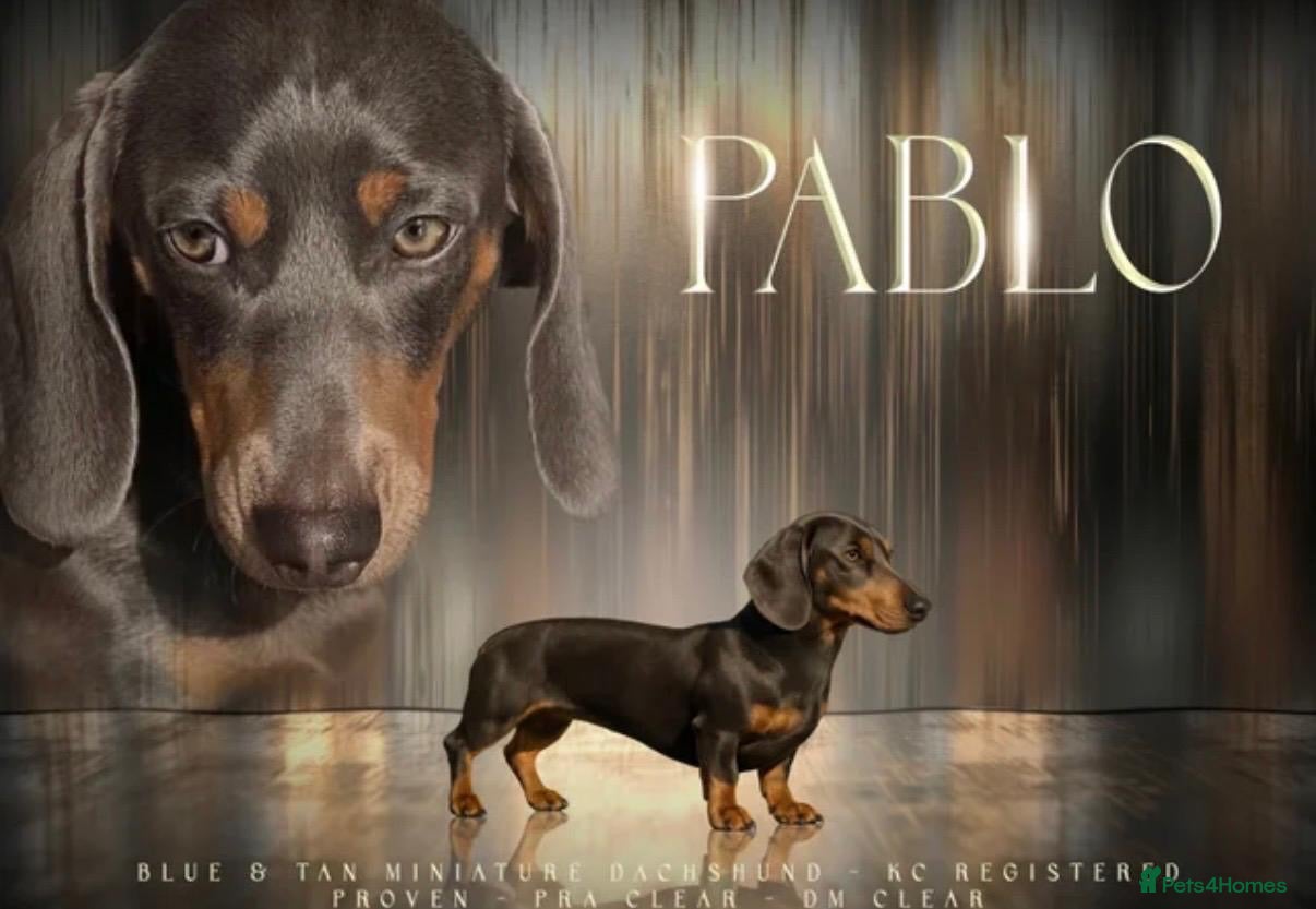 Miniature Dachshund dogs Blue & Tan Quality Stud Produces Unreal Colours 💙 - Advert 1
