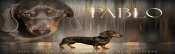 Miniature Dachshund dogs for stud: Blue & Tan Quality Stud Produces Unreal Colours 💙 - Advert 1