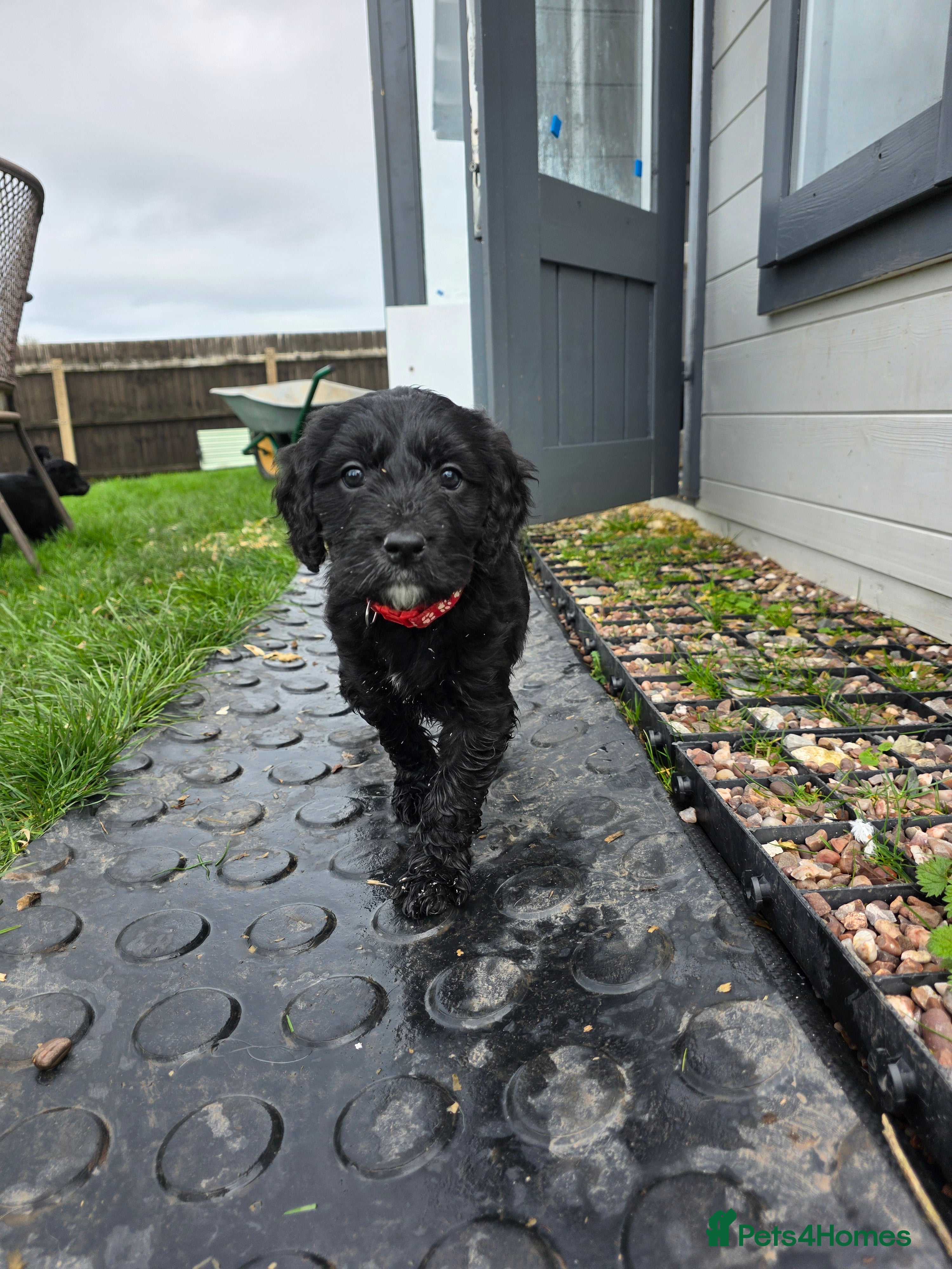 Goldendoodle dogs Outstanding F1 Goldendoodle Puppies - Advert 5
