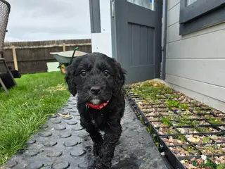 Goldendoodle dogs Outstanding F1 Goldendoodle Puppies - Advert 5