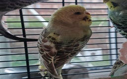 Budgerigars birds for sale: Budgies  - Image 3
