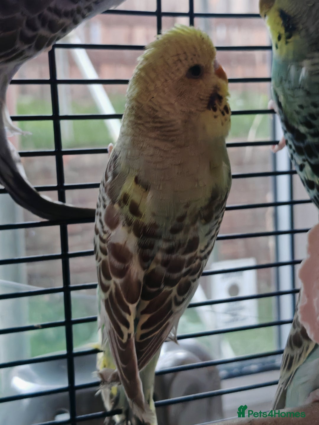 Budgerigars birds for sale: Budgies  - Image 3