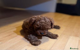 Toy Poodle dogs for sale: Poodle Toy Puppy calm, gentle, with full doc. - Image 12