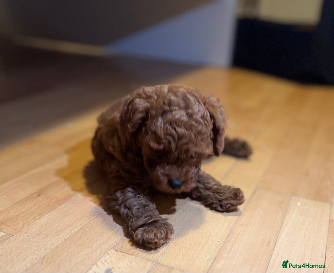 Toy Poodle dogs for sale: Poodle Toy Puppy calm, gentle, with full doc. - Image 12