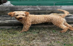 Toy Poodle dogs for stud: KC Registered Red Toy Poodle Fully DNA Tested in Radstock - Image 10