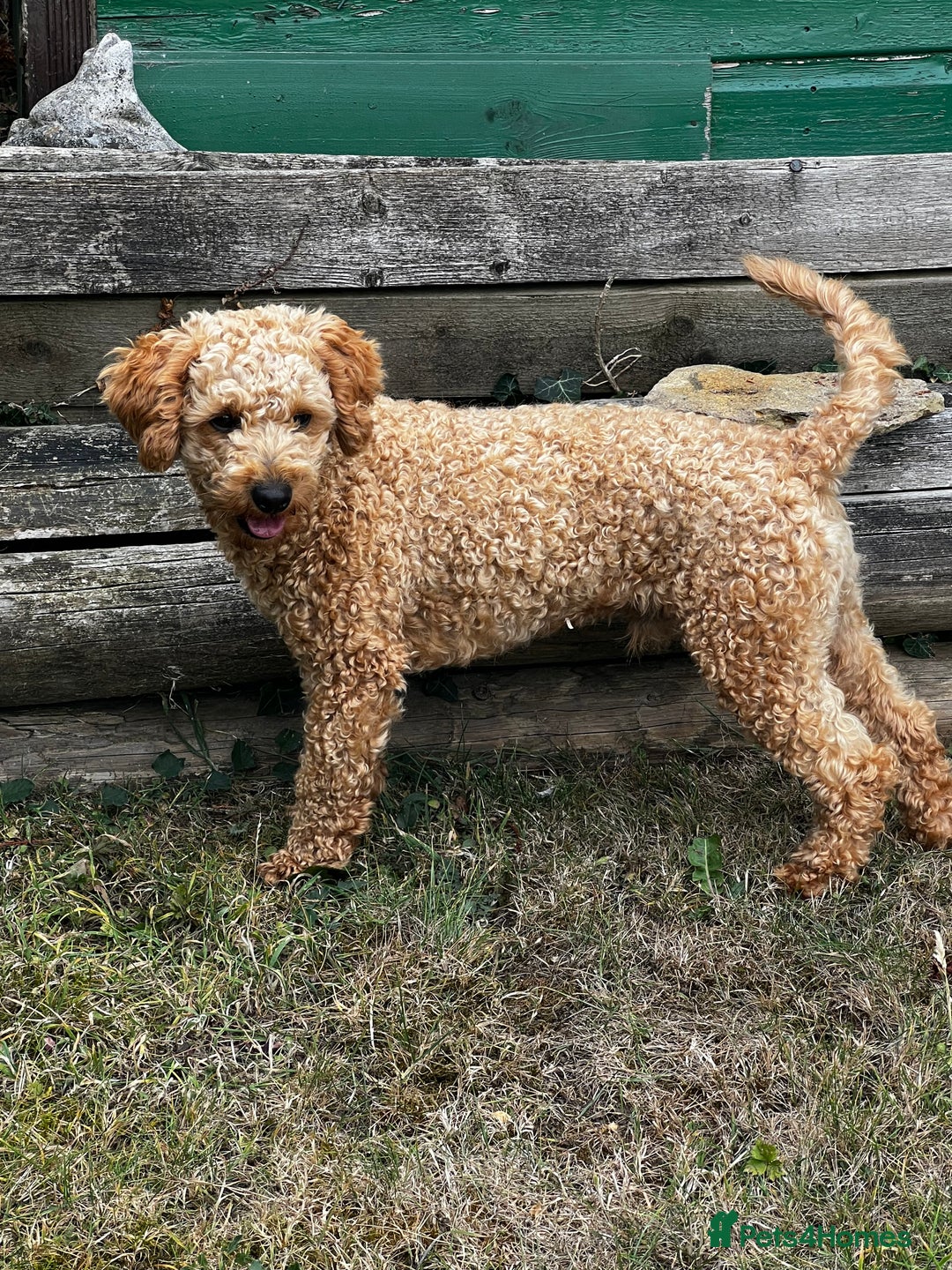 Toy Poodle dogs for stud: KC Registered Red Toy Poodle Fully DNA Tested in Radstock - Image 10