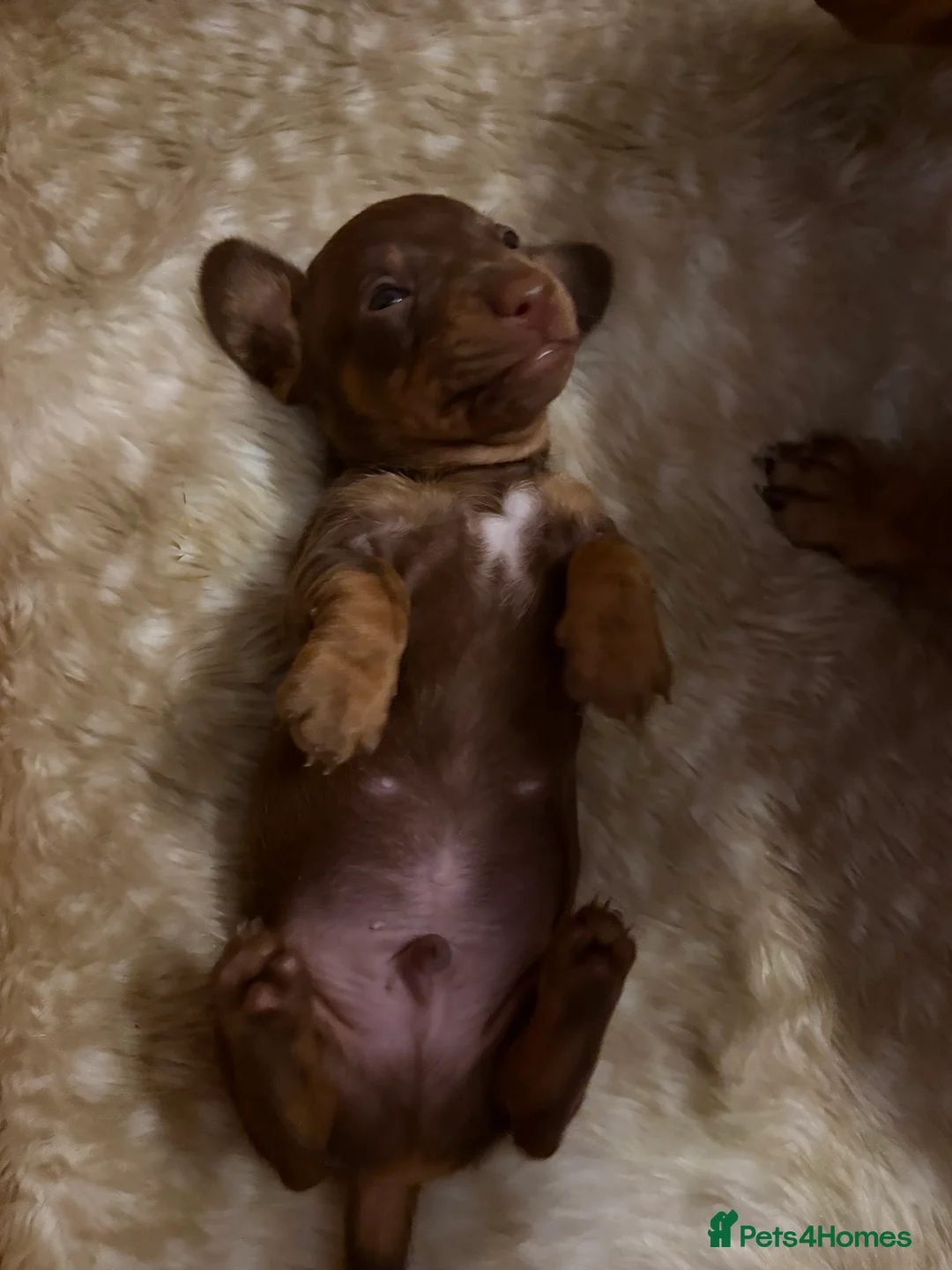 Miniature Dachshund dogs for sale: Miniature dachshund puppies - Advert 5