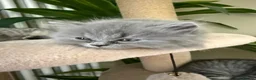 British Shorthair cats for sale: British Shorthair kittens for sale  - Advert 18