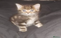 British Shorthair cats for sale: Litter of kittens - Advert 6