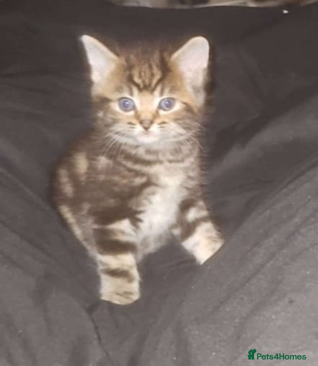 British Shorthair cats for sale: Litter of kittens - Advert 6