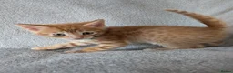 Mixed Breed cats for sale: Beautiful half Bengal kittens - Advert 34