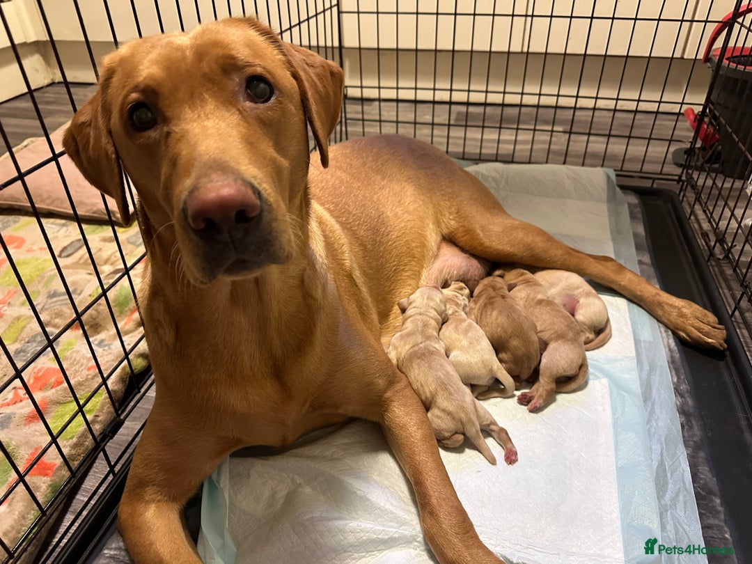 Goldador dogs for sale: 🐶 Last Beautiful Girl Available 🩷 - Image 6