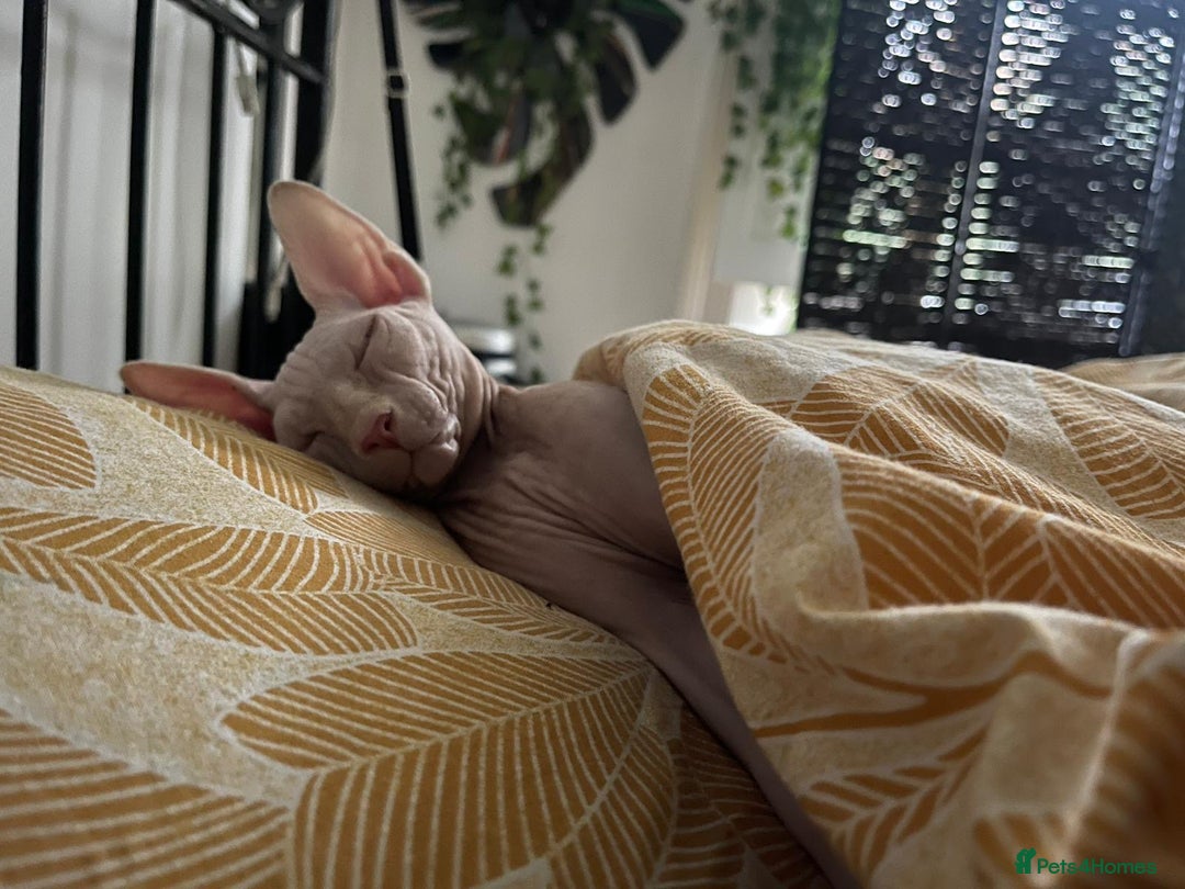 Sphynx cats for stud: Pedigree Elf Boy available for stud - Image 6
