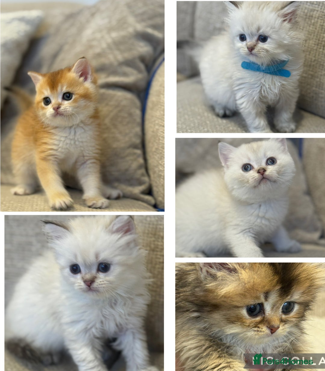 British Shorthair cats for sale: TICA Cream and golden British long and shorthair  - Advert 2