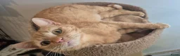 Mixed Breed cats for sale: Ginger Kittens  - Advert 2