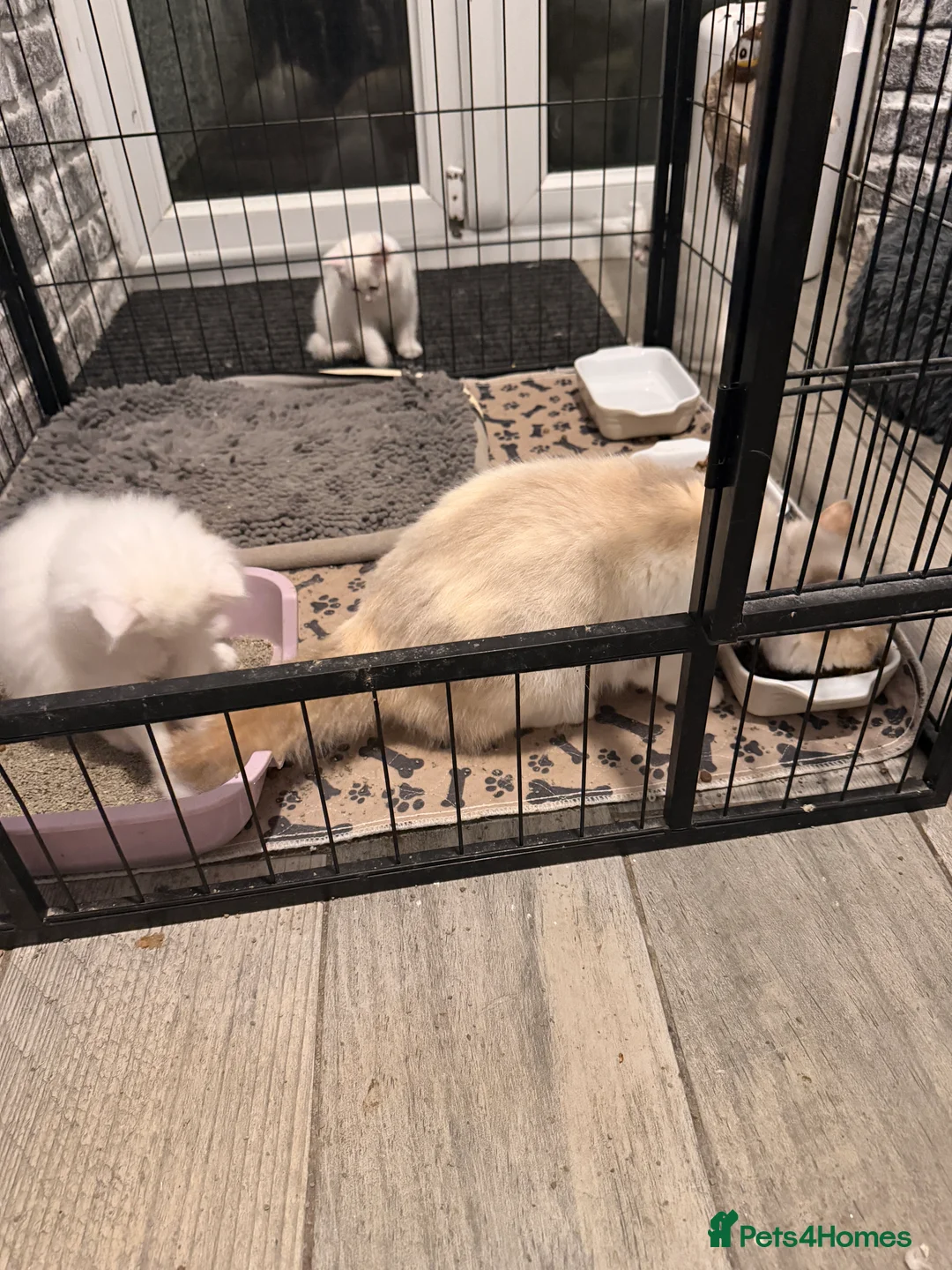 Persian cats for sale: Ready soon, 5 persian X kittens - Advert 9