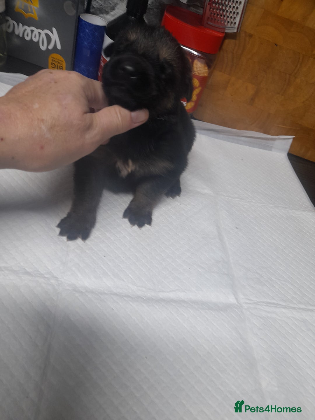 German Shepherd dogs for sale: Stunning German shepherd puppies - Advert 13