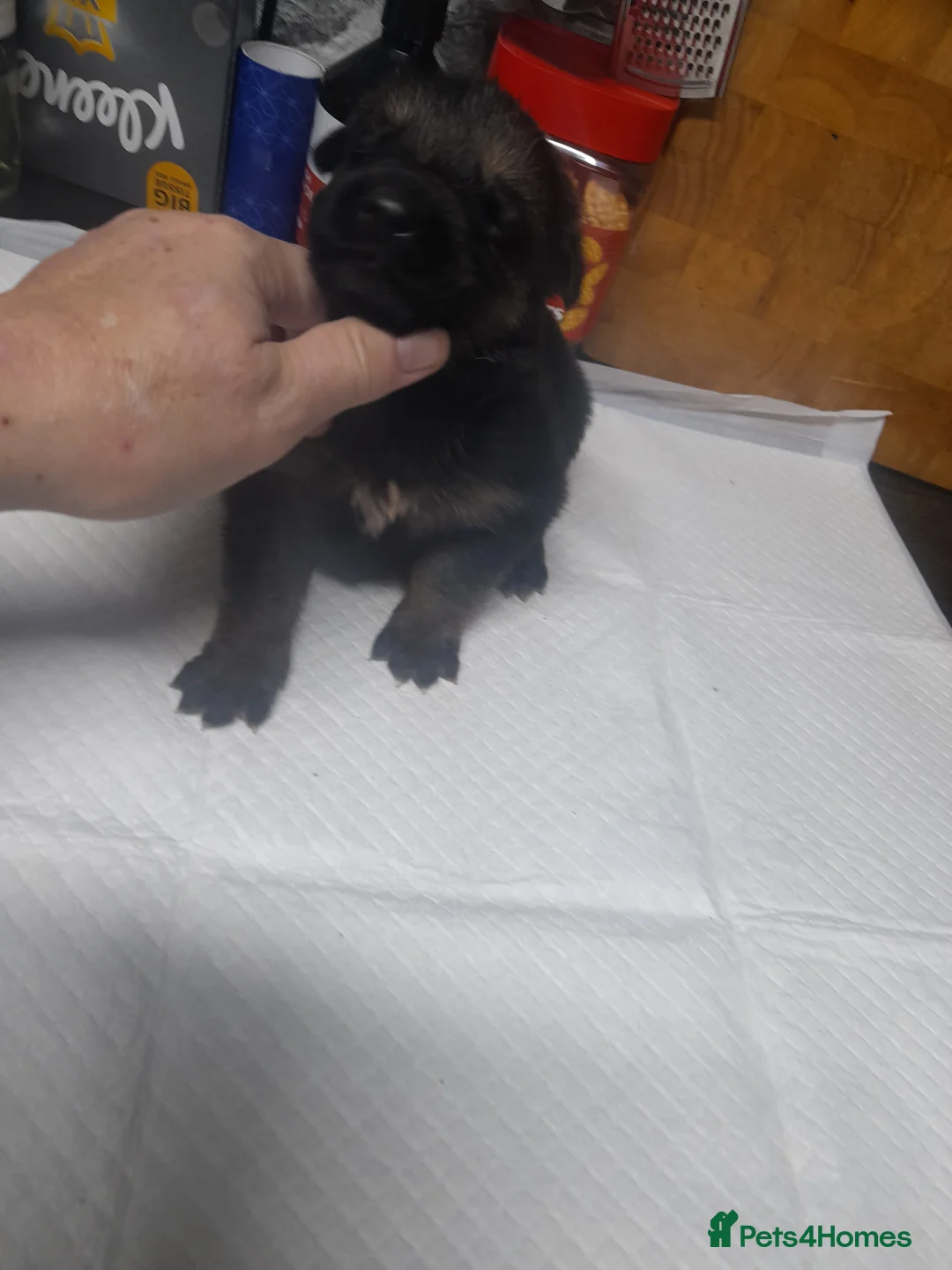 German Shepherd dogs for sale: Stunning German shepherd puppies - Advert 6