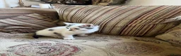 Mixed Breed cats for sale: Gorgeous kitten now looking for her forever home - Advert 2