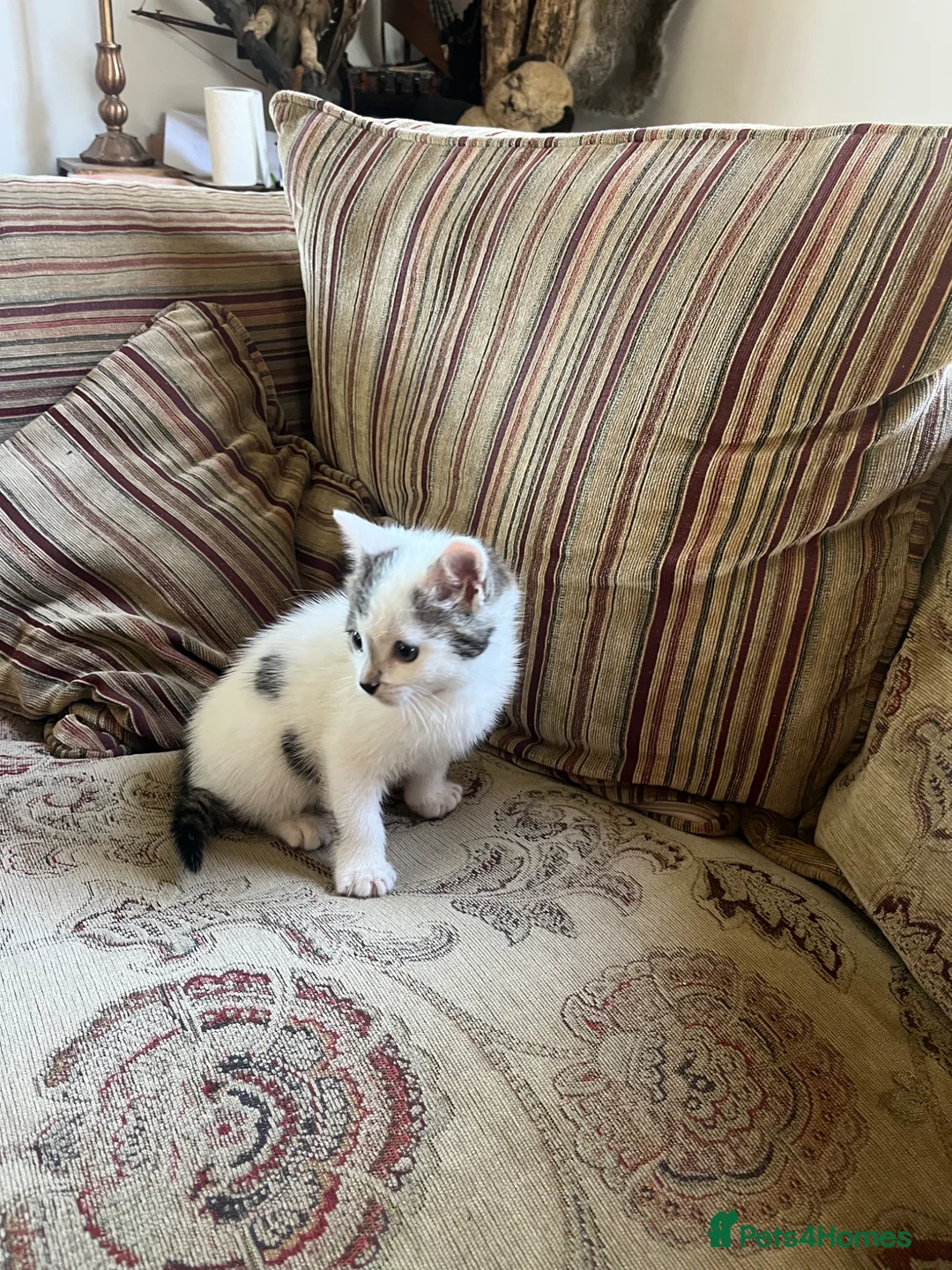 Mixed Breed cats for sale: Gorgeous kitten now looking for her forever home - Advert 2