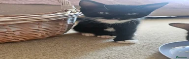 Domestic Shorthair 1