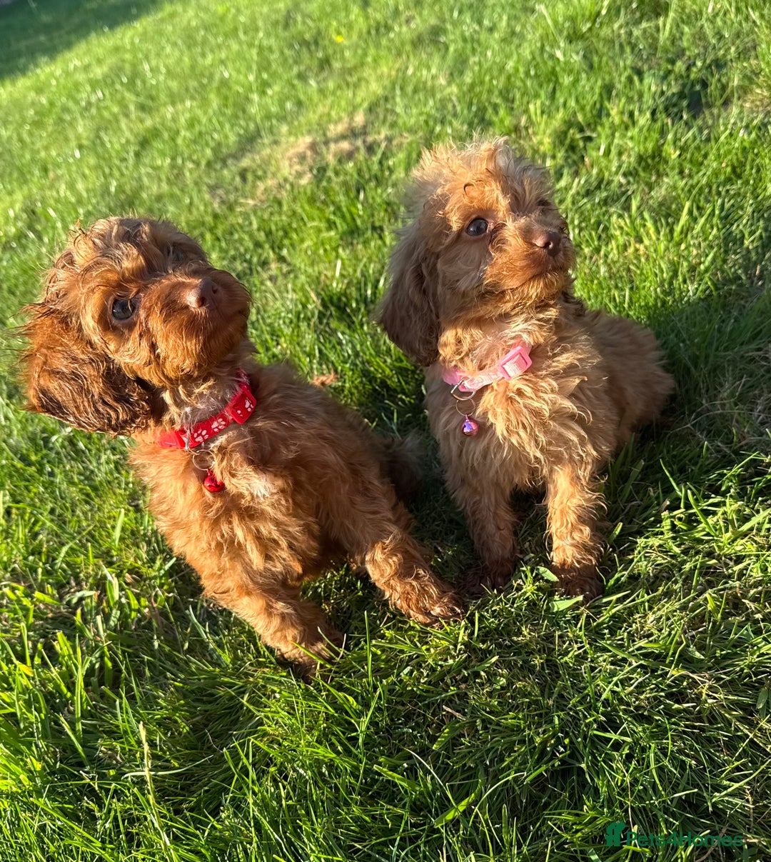 Cockapoo dogs for sale: Stunning Fox Red f1 cockapoo puppies  - Image 17